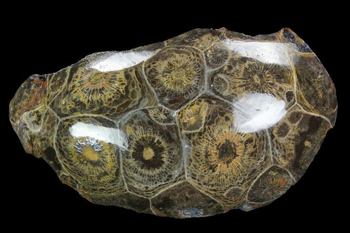 Polished Fossil Coral (Actinocyathus) - Morocco #100656